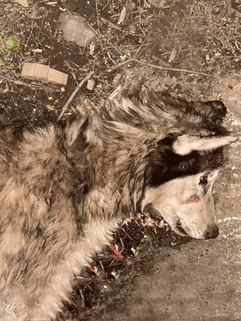 Dog lying on ground, injured and distressed, outdoors in dirt and debris.