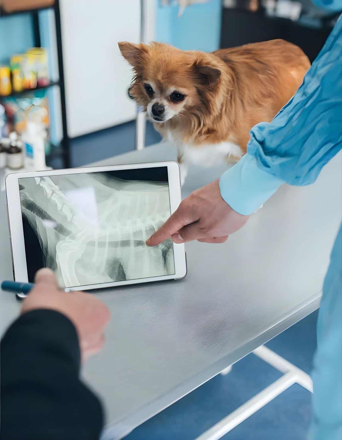 Dog receiving X-ray at veterinary clinic for health assessment.