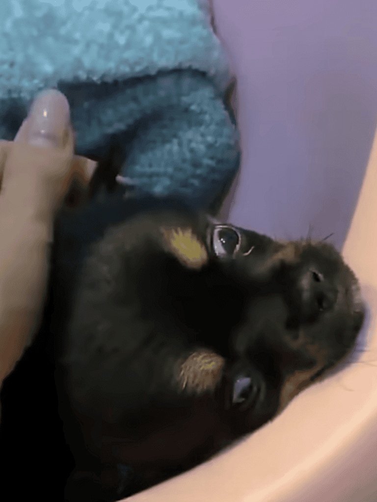 Small puppy lying on its back, showing temperament, close-up of a cute pet dog.