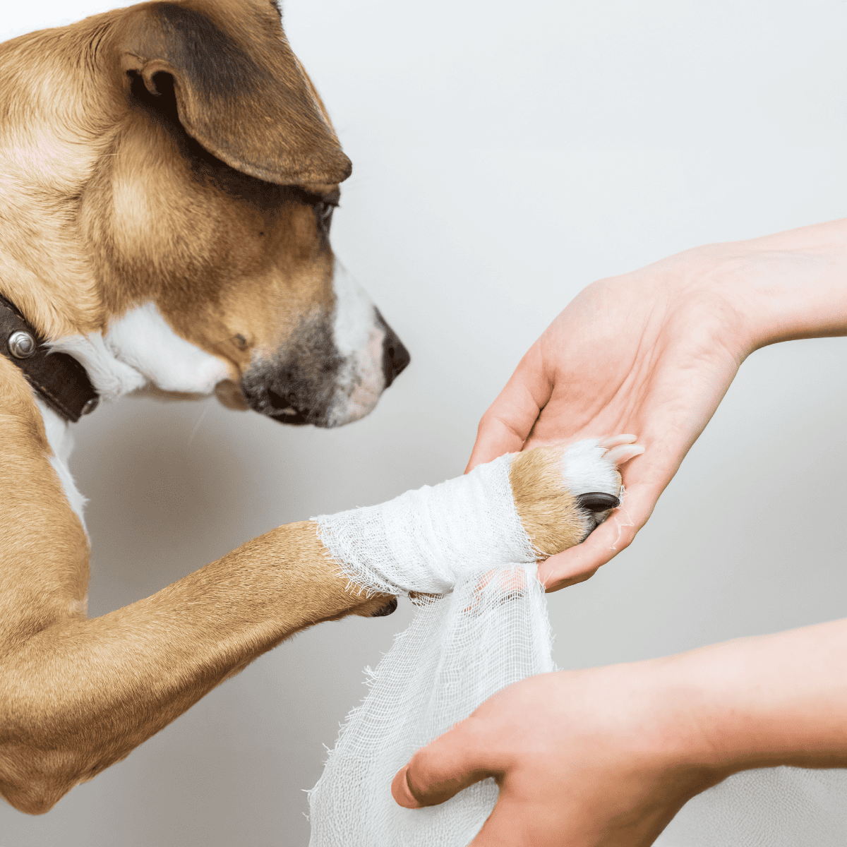 Dog aiding injury recovery with human hand.