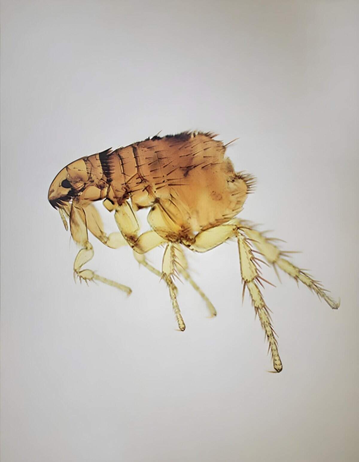 Close-up of a flea, revealing intricate details of its body structure and legs.