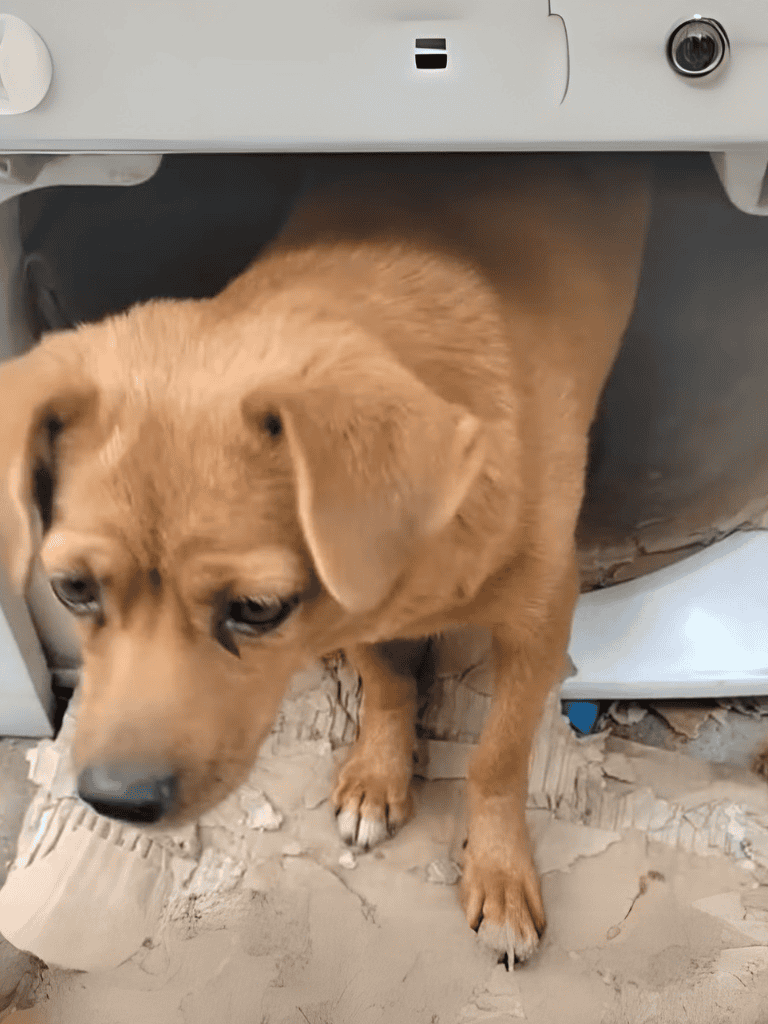 Adorable puppy exploring outside.