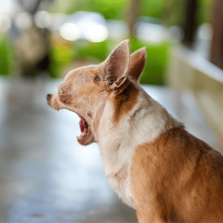 Yawning dog showing tiredness, relaxation, or boredom. Perfect for pet care and dog wellness topics.