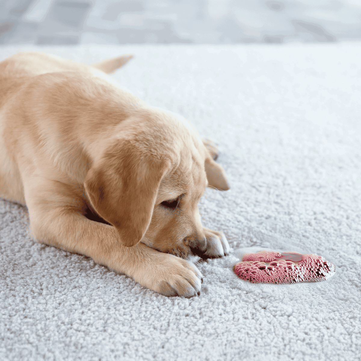 Adorable puppy lying on carpet playing with a pink water bubble.