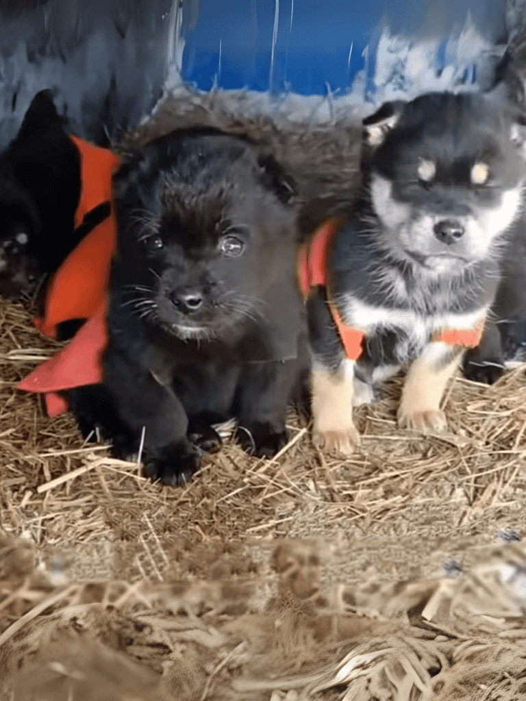 Adorable black and white puppies in cozy outdoor setting.