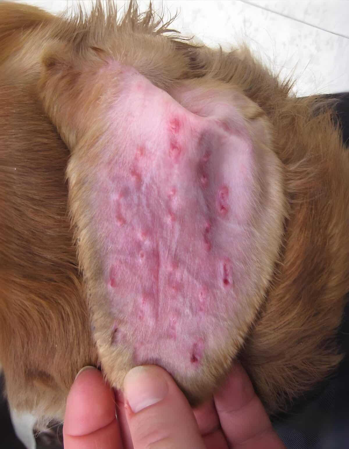 Dog's belly with red, irritated skin and rash, possible allergy or skin infection.