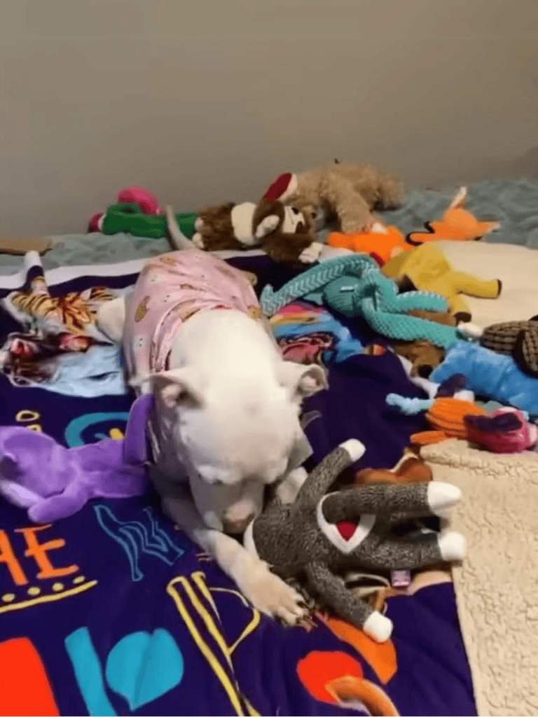 Adorable dog cuddling with stuffed animals in cozy home setting.