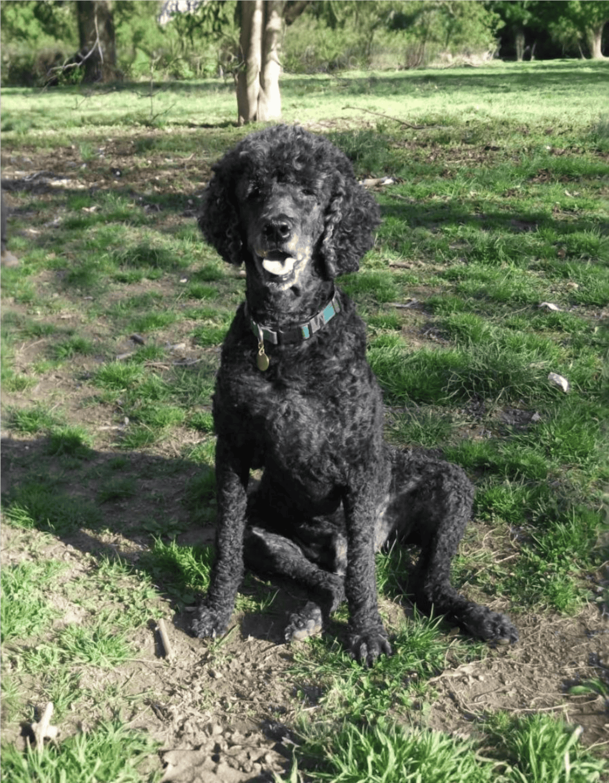 Playful black poodle puppy sitting outdoors on grass, enjoying a sunny day in the park.