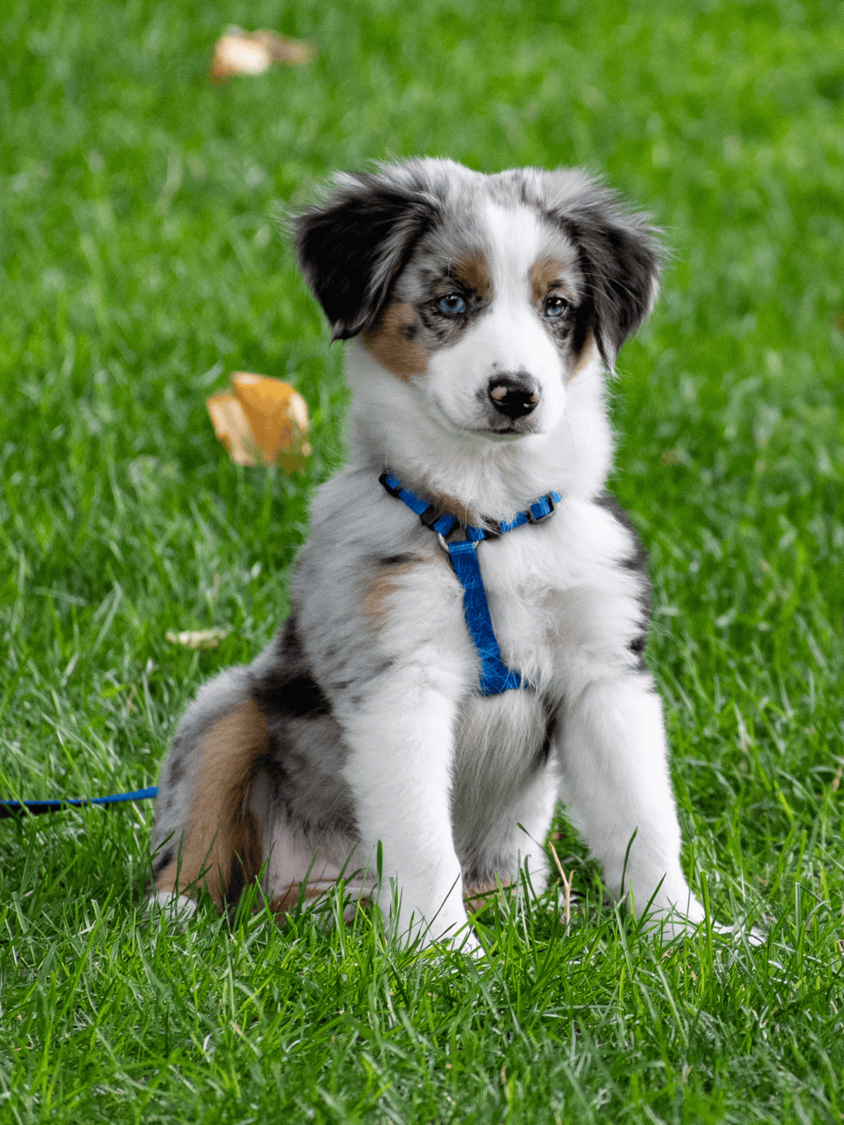 Adorable Australian Shepherd puppy sitting on lush green grass, showcasing playful and cute dog with striking blue eyes.