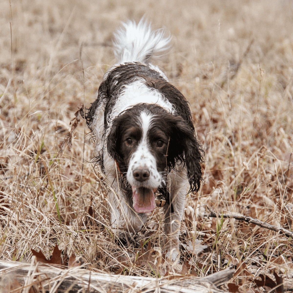 Adorable springer spaniel enjoying outdoor adventure in natural dry grass setting.