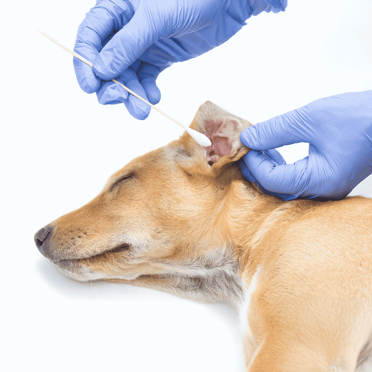 Vet syringe and cotton swab close-up on dog, veterinary medical examination and pet health care.