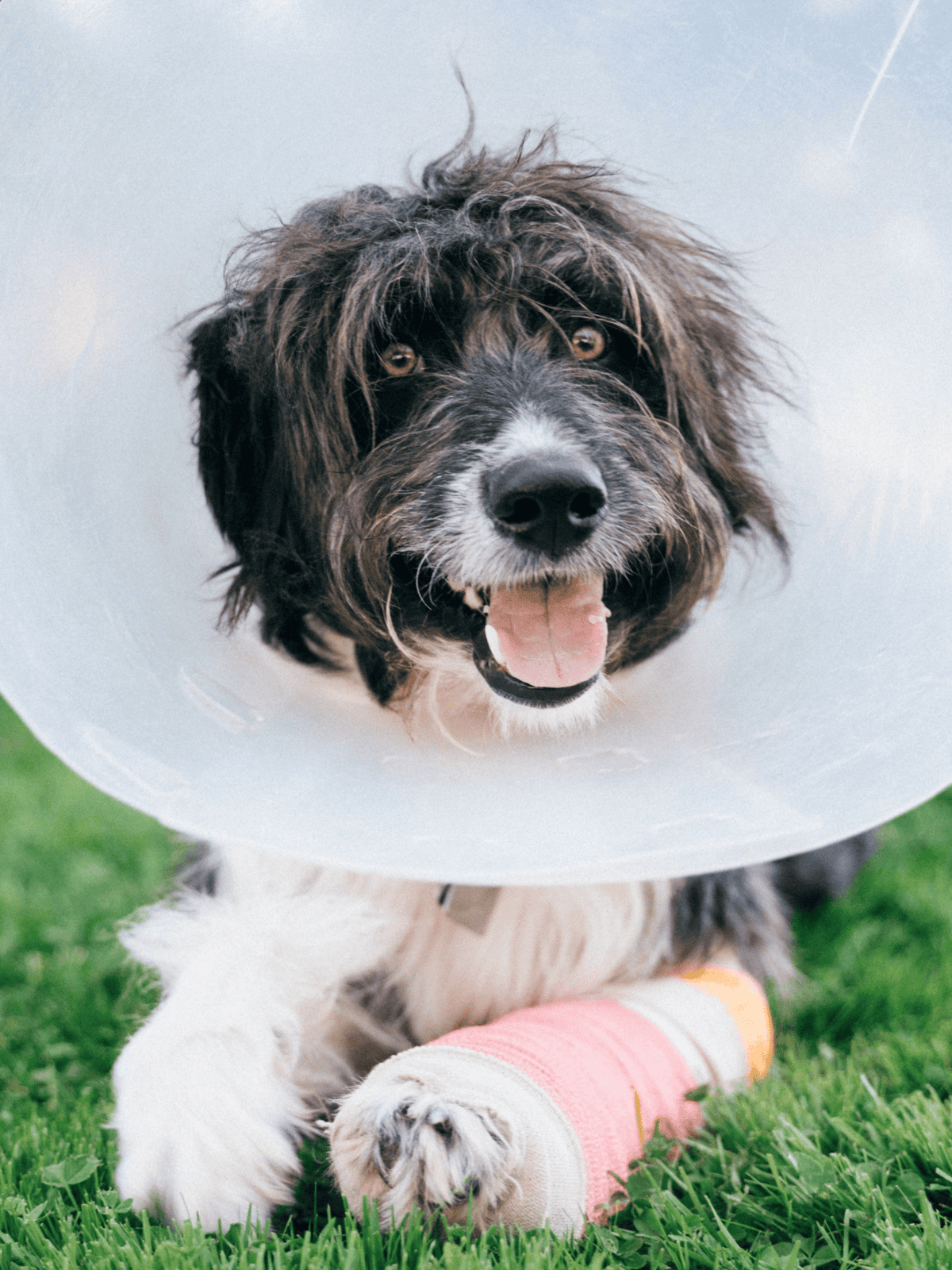 Adorable dog wearing an Elizabethan collar and a bandage on its paw, outdoor setting, cute and friendly pet.