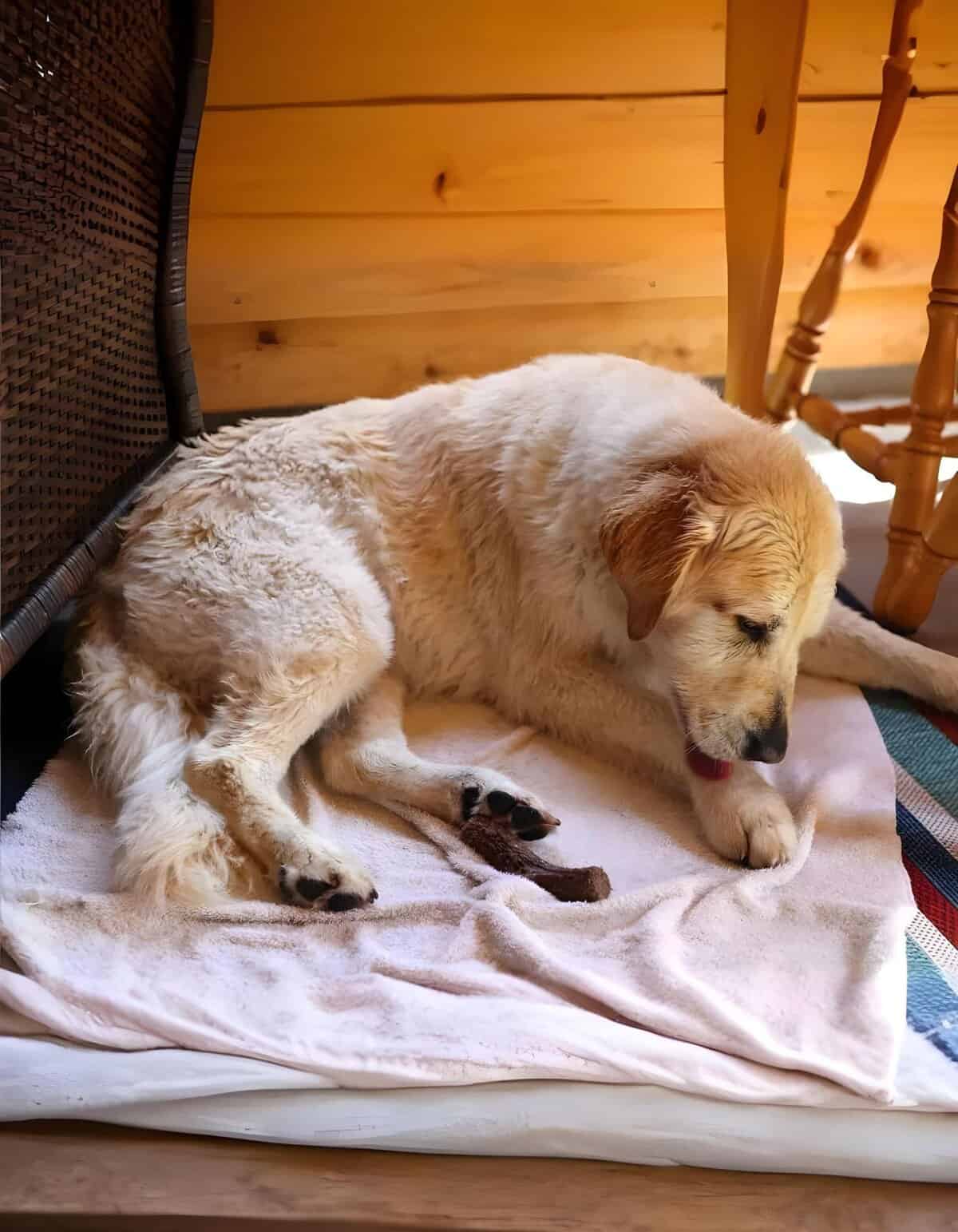 Adorable yellow Labrador puppy lying comfortably on a plush blanket inside a wooden room.