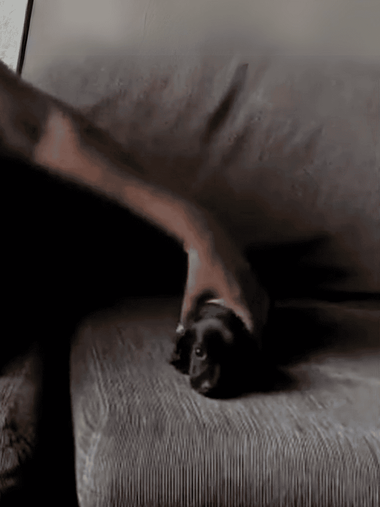 Adorable black and white kitten peeking from under sofa cushion.