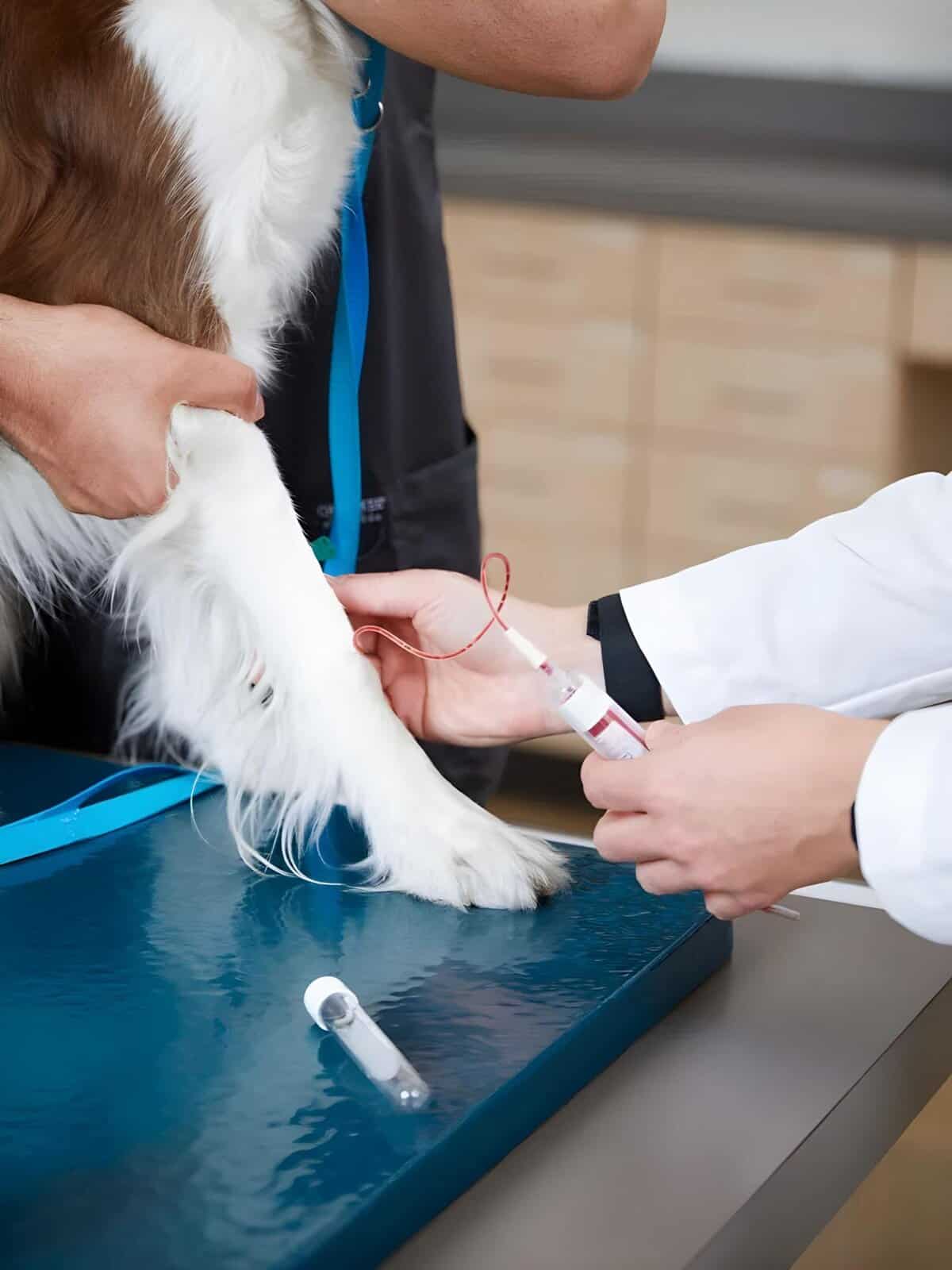 Alt: Veterinarian administering vaccination to a dog’s front paw at a veterinary clinic.