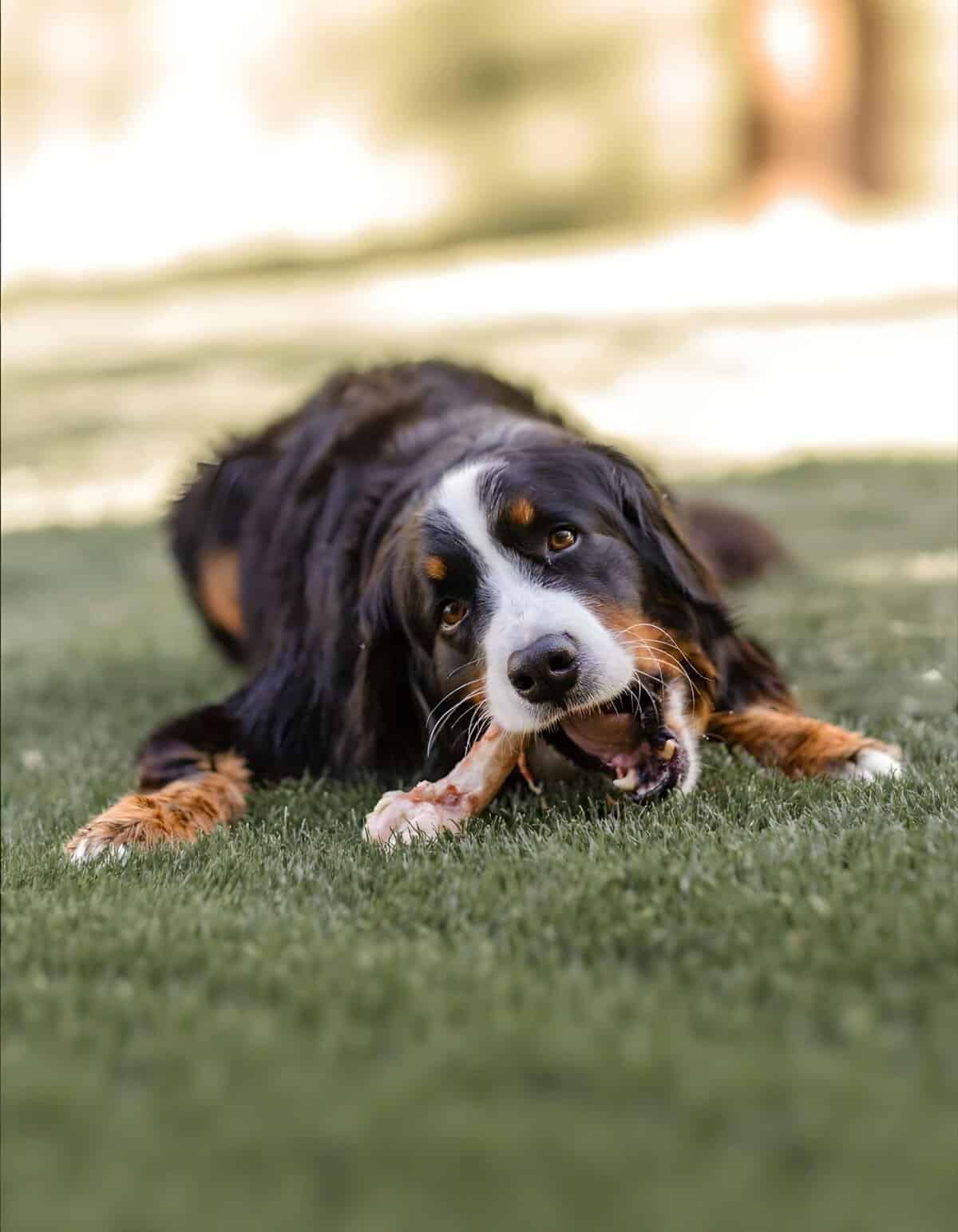 Dog playing with a bone in the yard, natural outdoor scene for dog fun and exercise.
