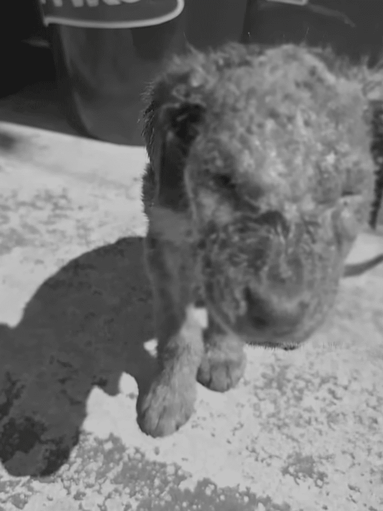 Puppy with curly fur standing on snow, showcasing adorable young dog in a pet-friendly environment.