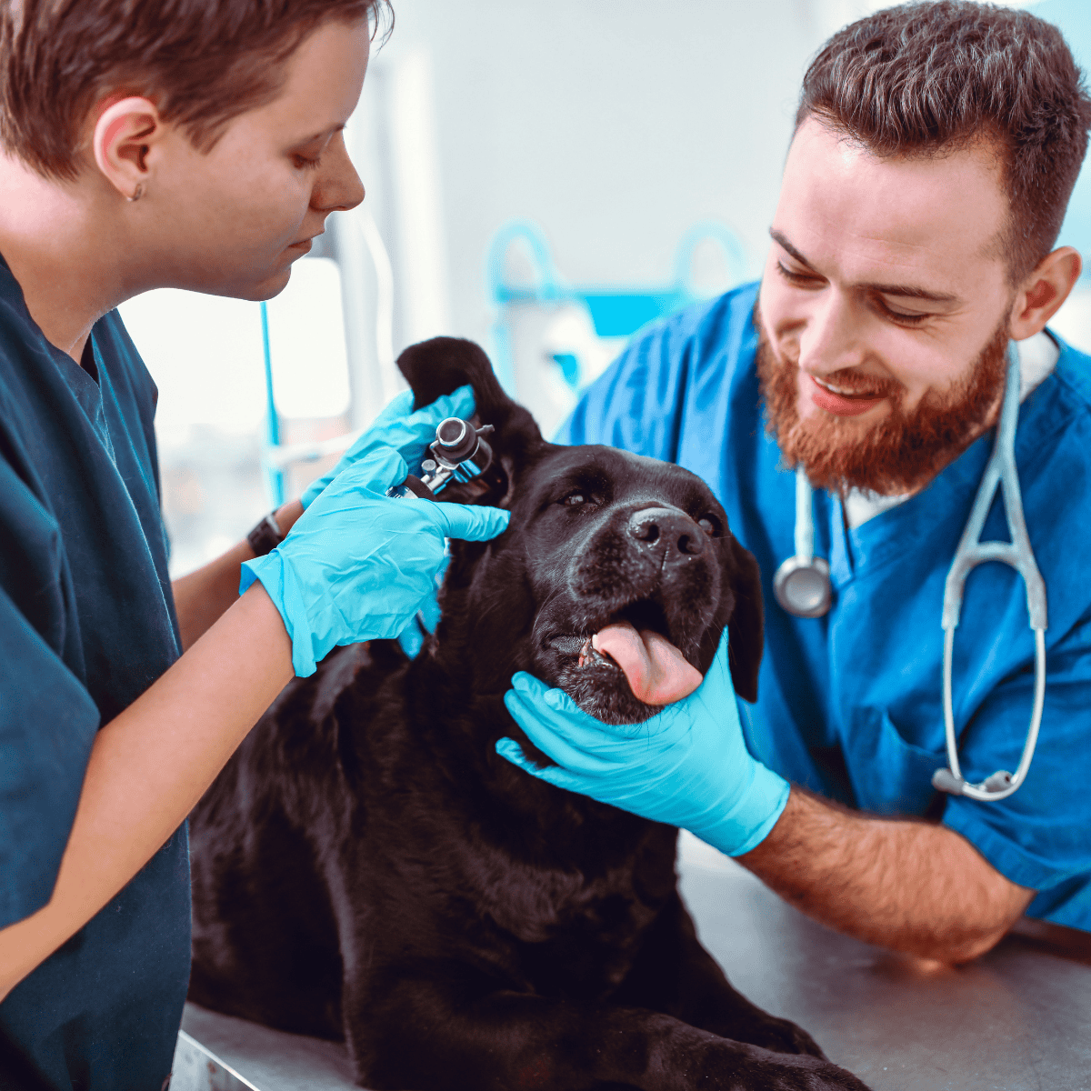 Vet-check for dogs at a veterinary clinic for pet health services.