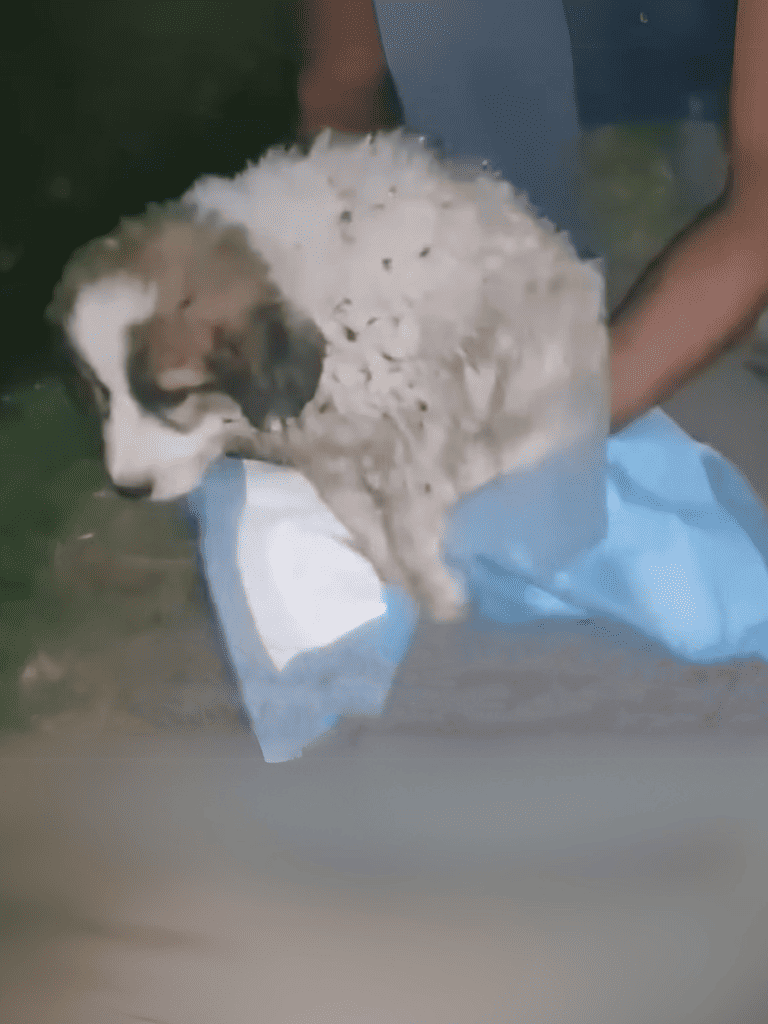 Dog rescue scene with a distressed dog being helped.