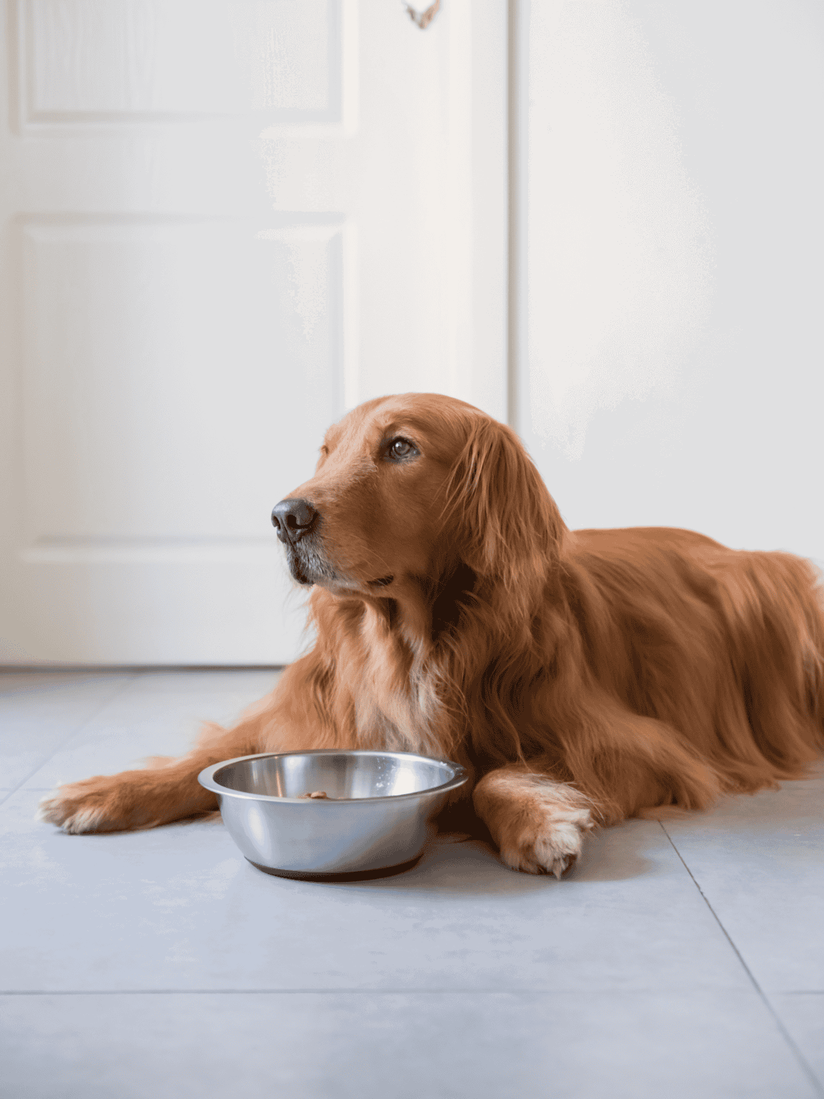 Golden retriever lying by food bowl at home.