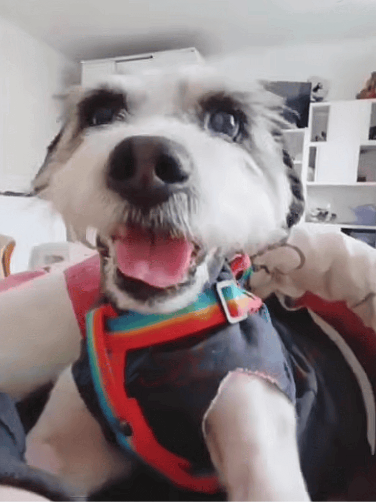 Adorable smiling dog with harness, joyful and playful vibe.