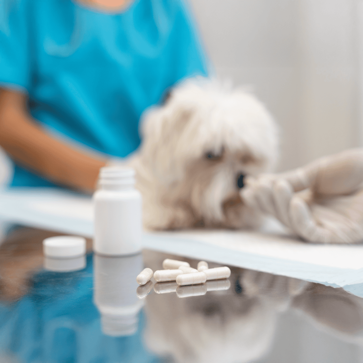 Veterinarian administering medication to a small fluffy dog at the clinic.