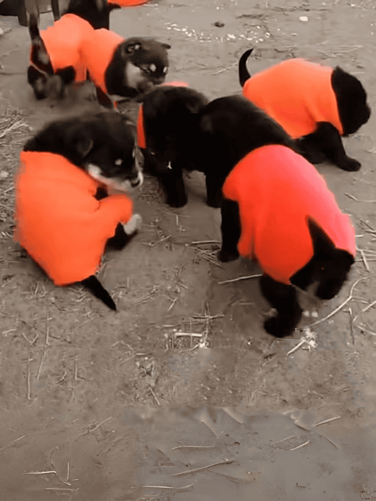 Adorable puppies in bright orange dog vests playing outdoors.