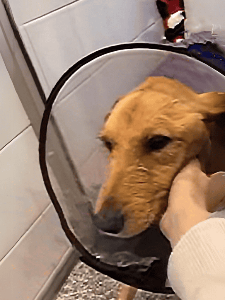 Pet recovery cone for dogs, protective healing shield, soft plastic veterinary collar.