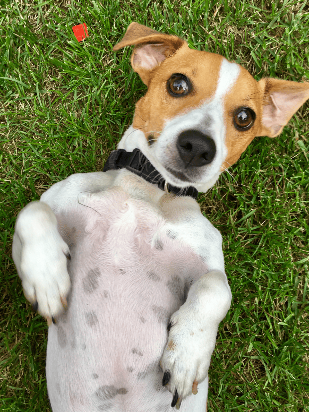 Close-up of a happy, playful dog lying on green grass looking up at the camera.