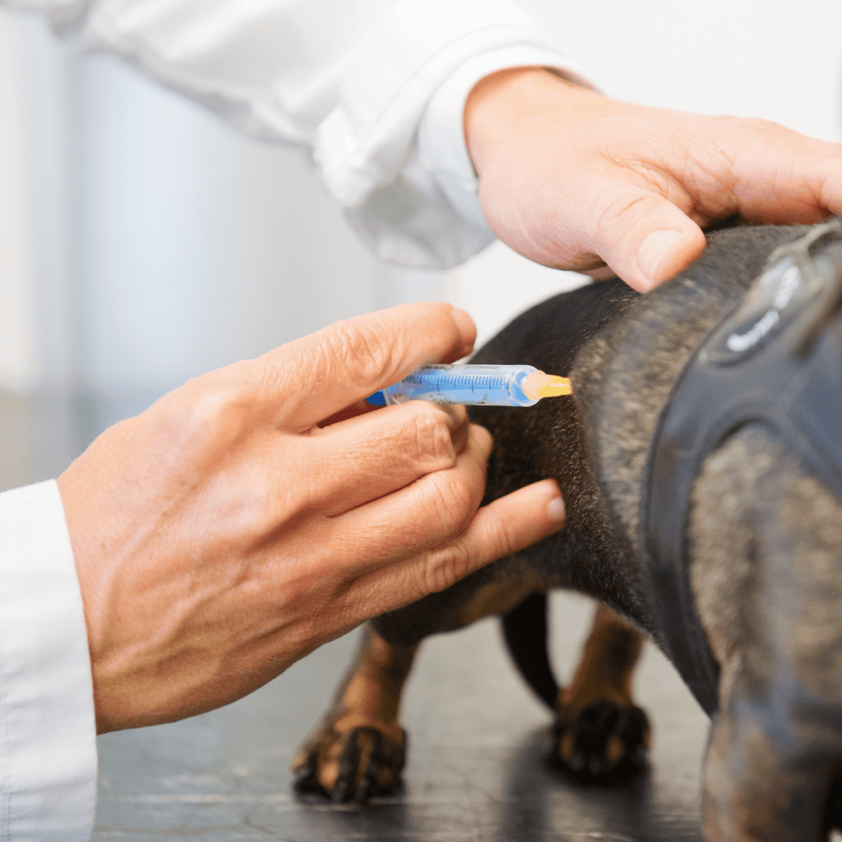 Vet giving vaccine injection to dog for health protection.