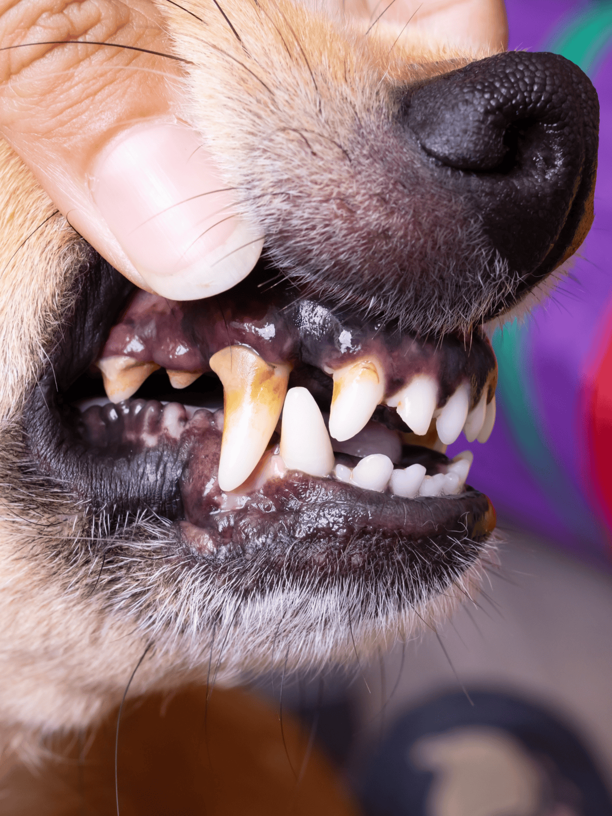 Close-up of a dog's mouth showing teeth and gums for dental health and hygiene illustration.