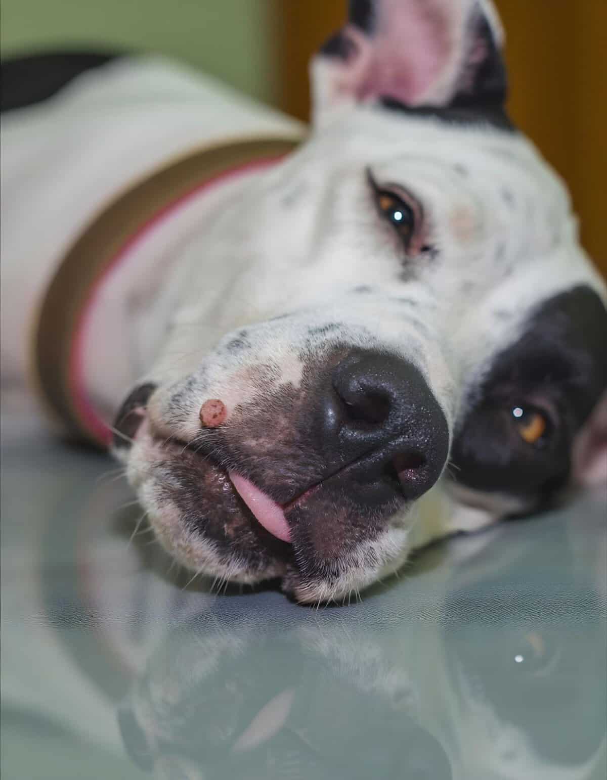 Dog laying down with relaxed expression, resting on a surface, sharp focus on face details.