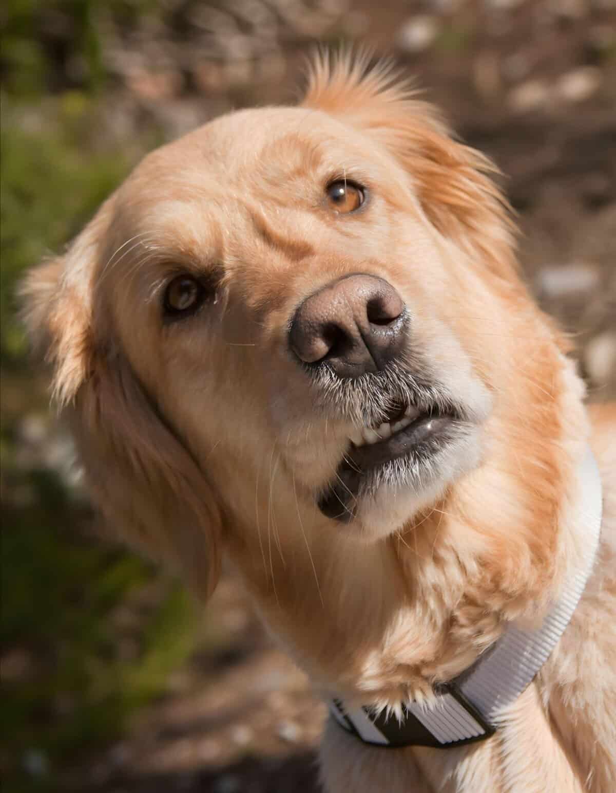 Adorable golden retriever dog with expressive eyes, close-up outdoor shot.