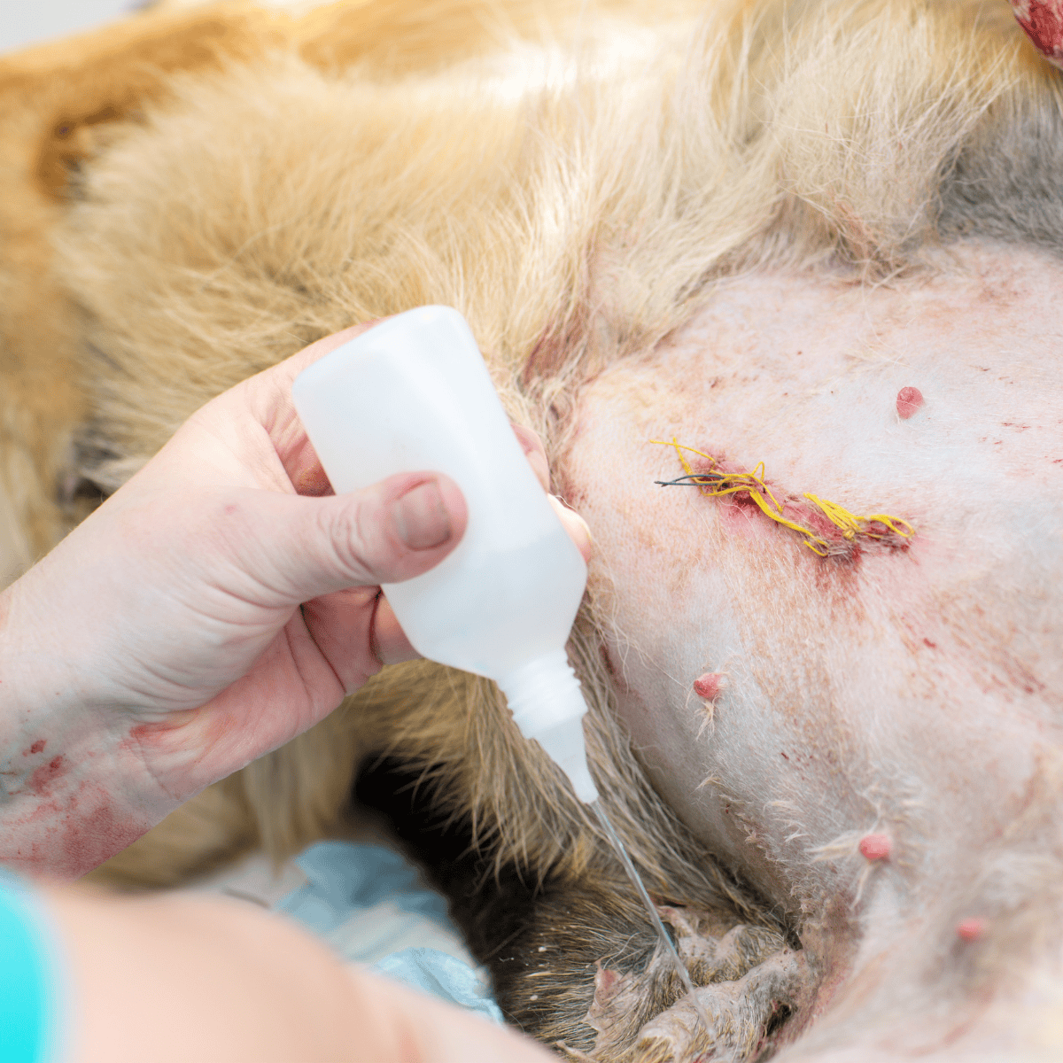 Dogs receiving medical wound treatment, bandage, or wound cleaning.
