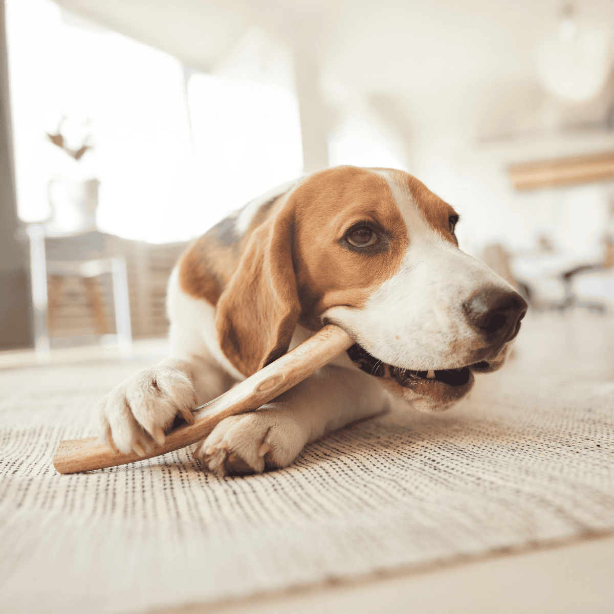 Adorable beagle puppy chewing on a rawhide bone indoors.