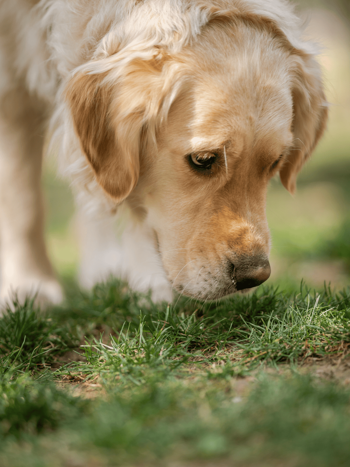 Gentle golden retriever puppy sniffing grass, adorable dog, outdoor pet photo.