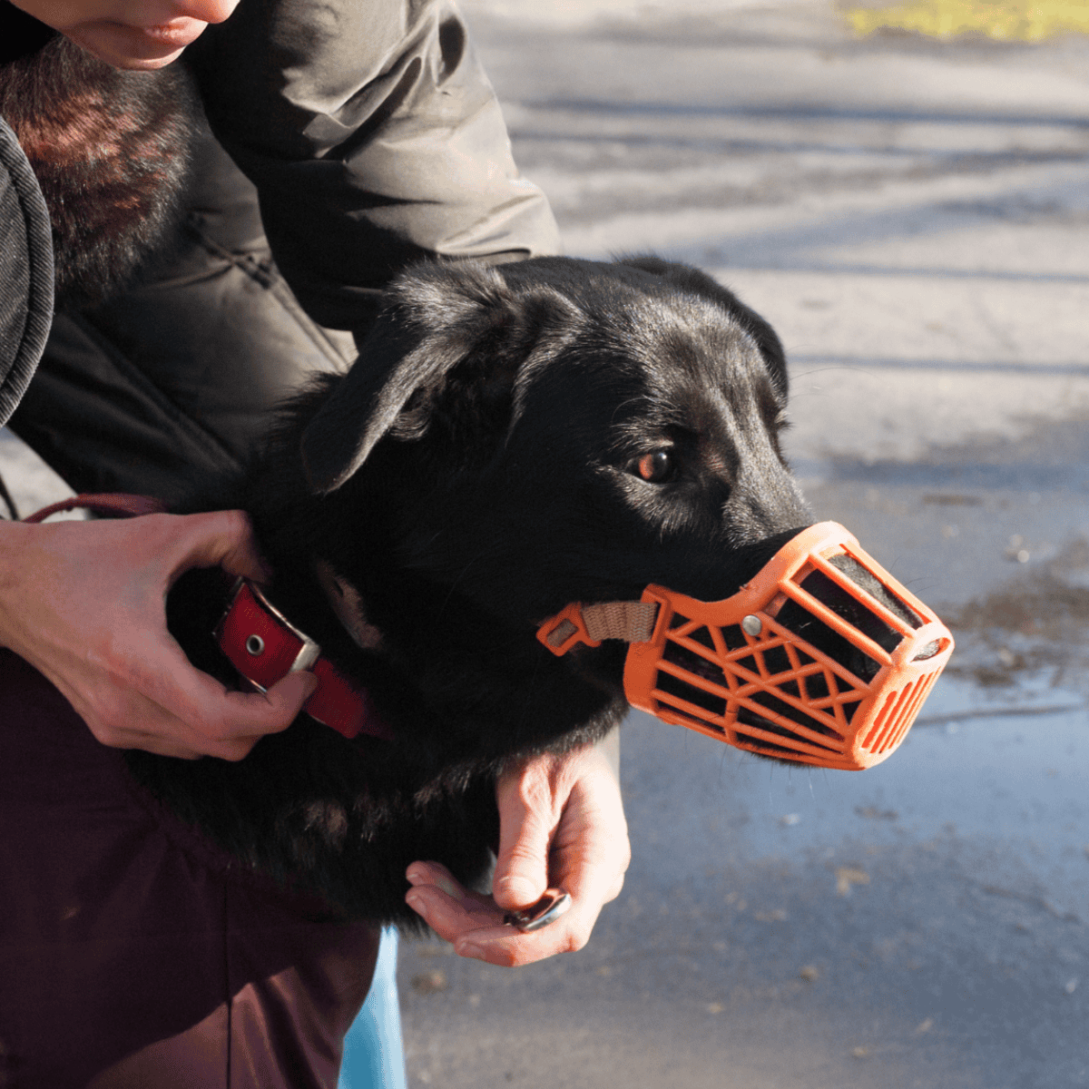 Dog with black fur wearing an orange training muzzle outdoors.