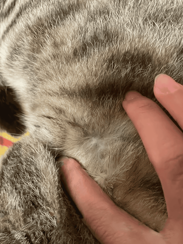 Close-up of a dog's belly with fur and a person's hand petting a puppy for relaxation and comfort.