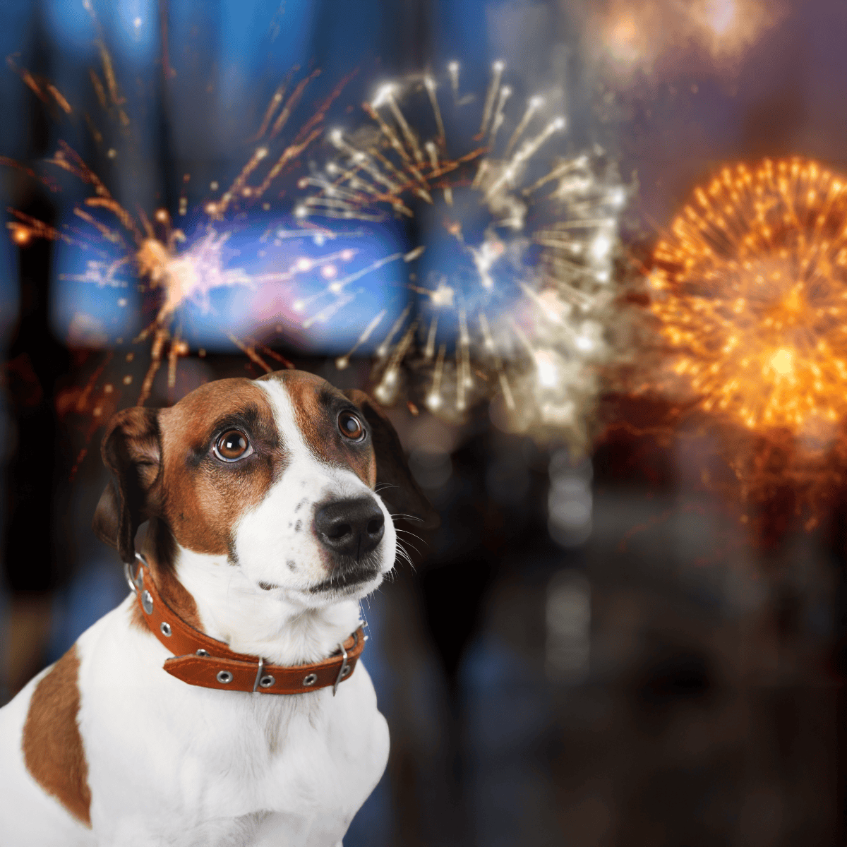 Dog watching colorful fireworks display during New Year celebration.