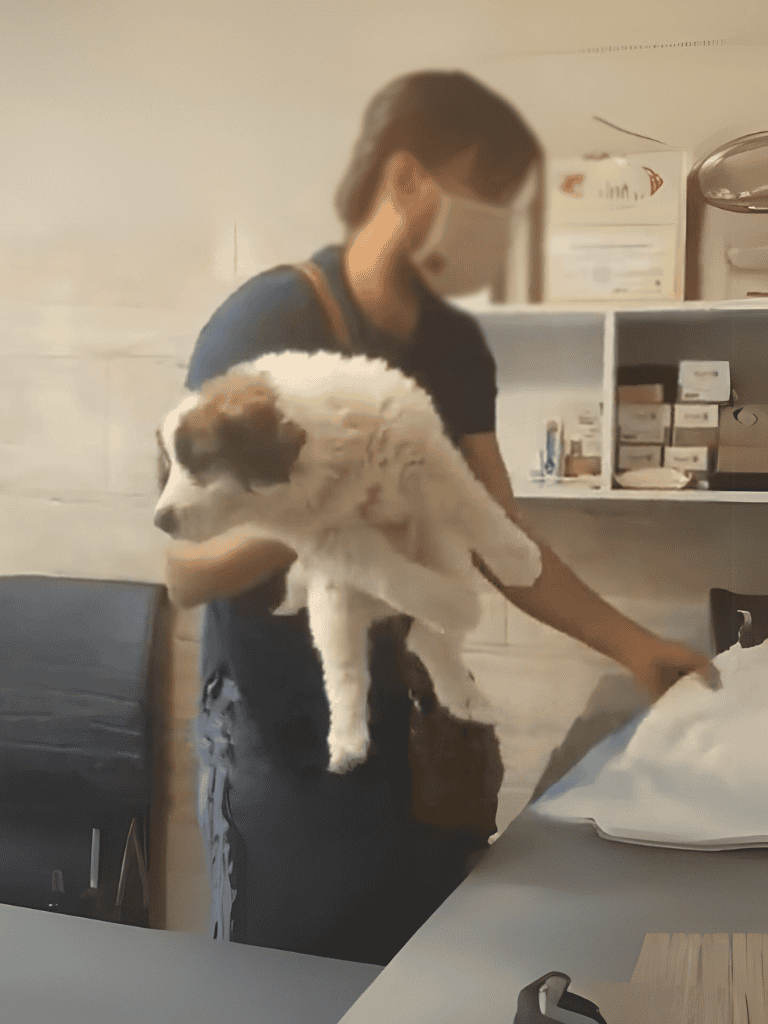 A person in a clinic holding a puppy, ready for veterinary check-up or treatment.