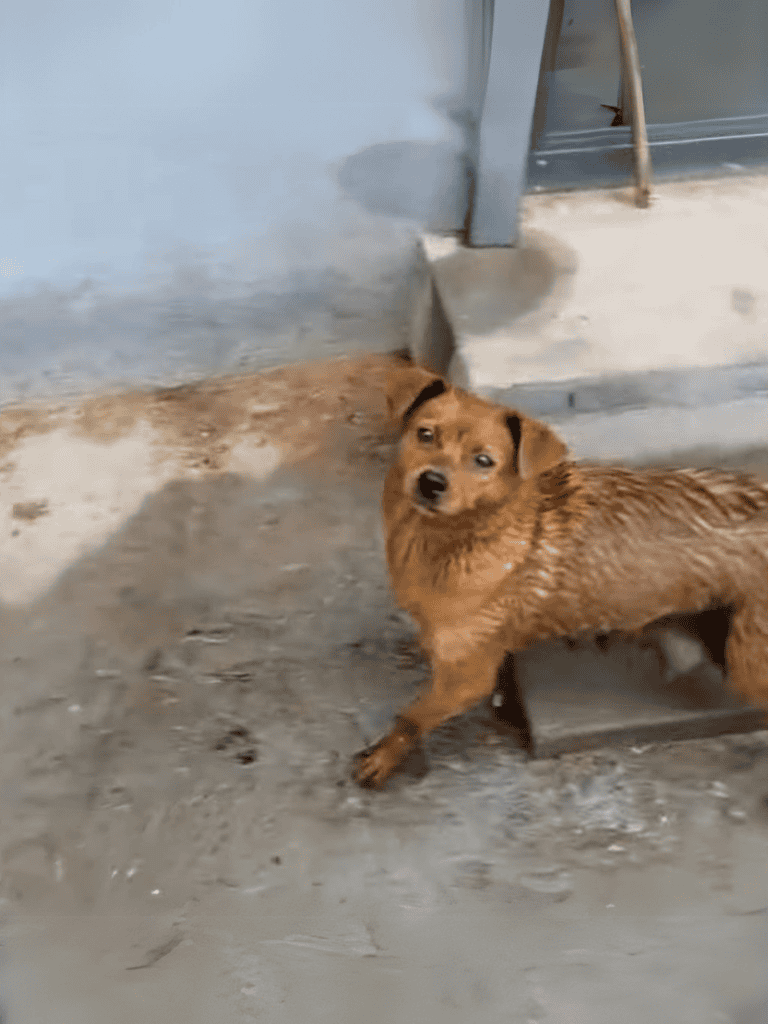 Adorable brown puppy outside, exploring on a concrete surface near a building.