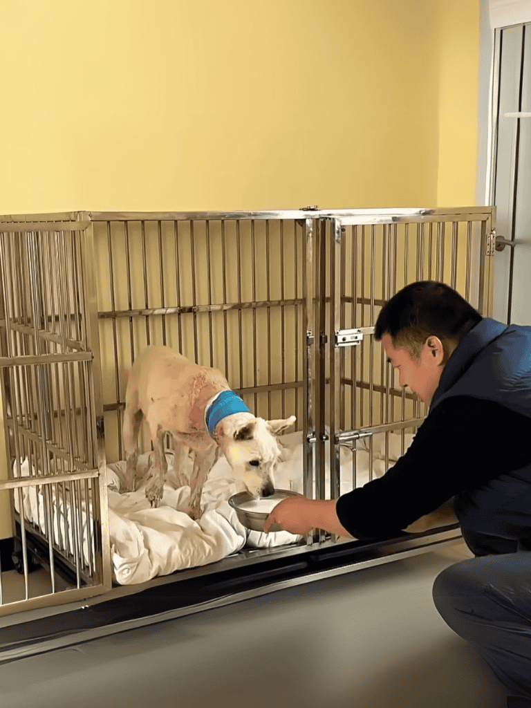Adopted shelter dog in a cozy medical recovery space, feeding in a secure, fenced kennel at Dogfix.