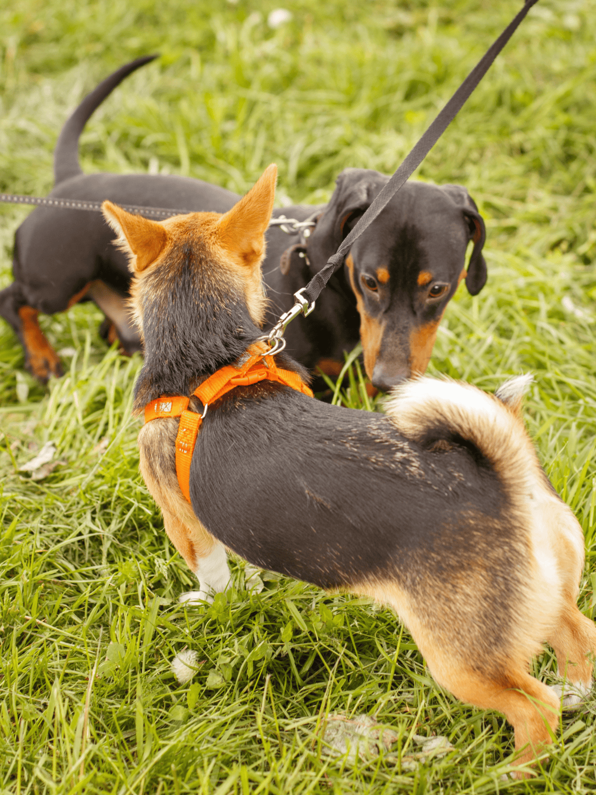 Friendly dogs on leashes enjoying a playdate in lush green grass during daytime.