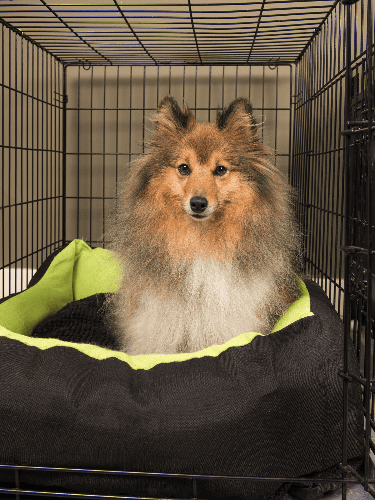 Adorable Pomeranian inside a secure pet crate with comfortable bedding. Perfect for dog care and safety.
