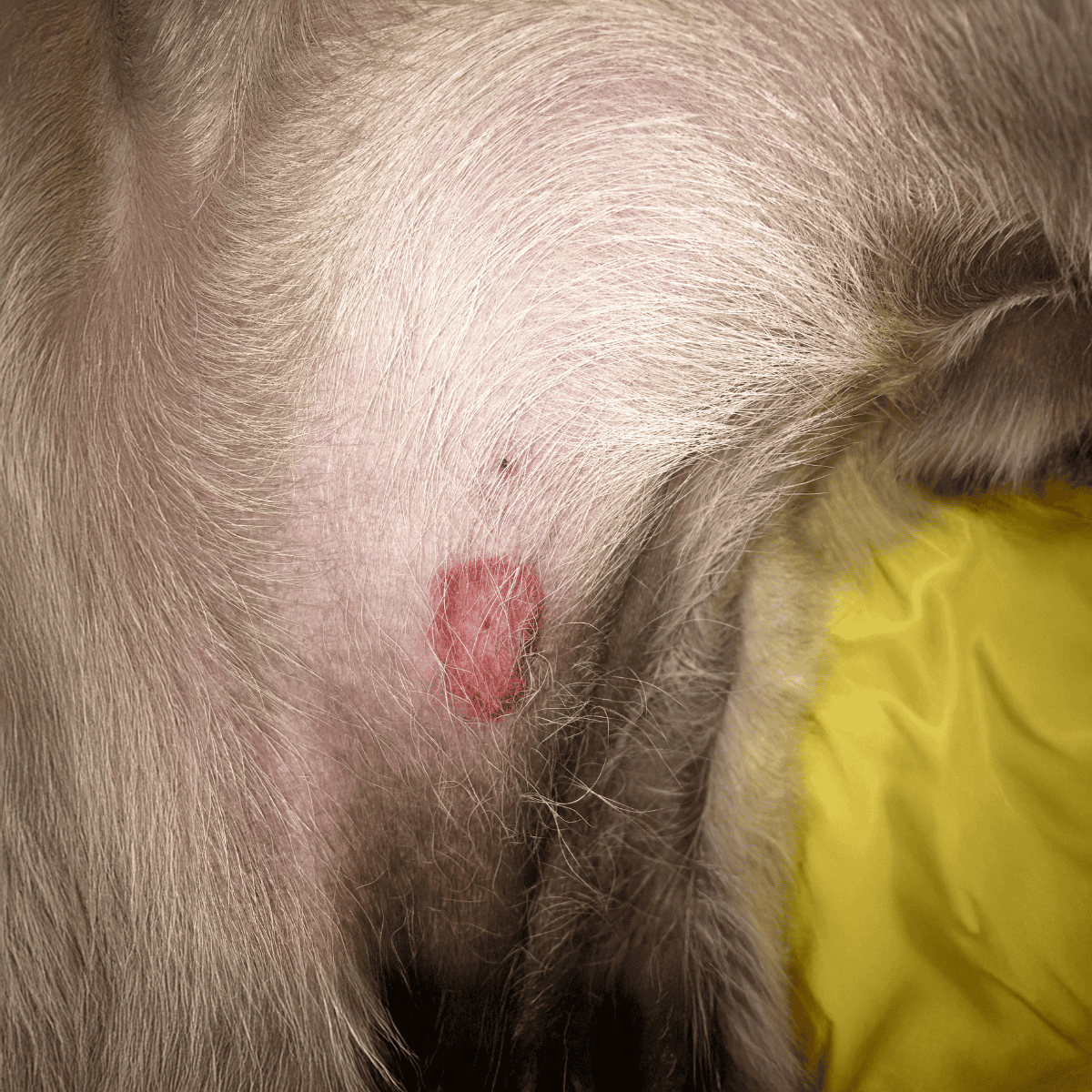 Dog skin tumor or cyst located on the dog's body.