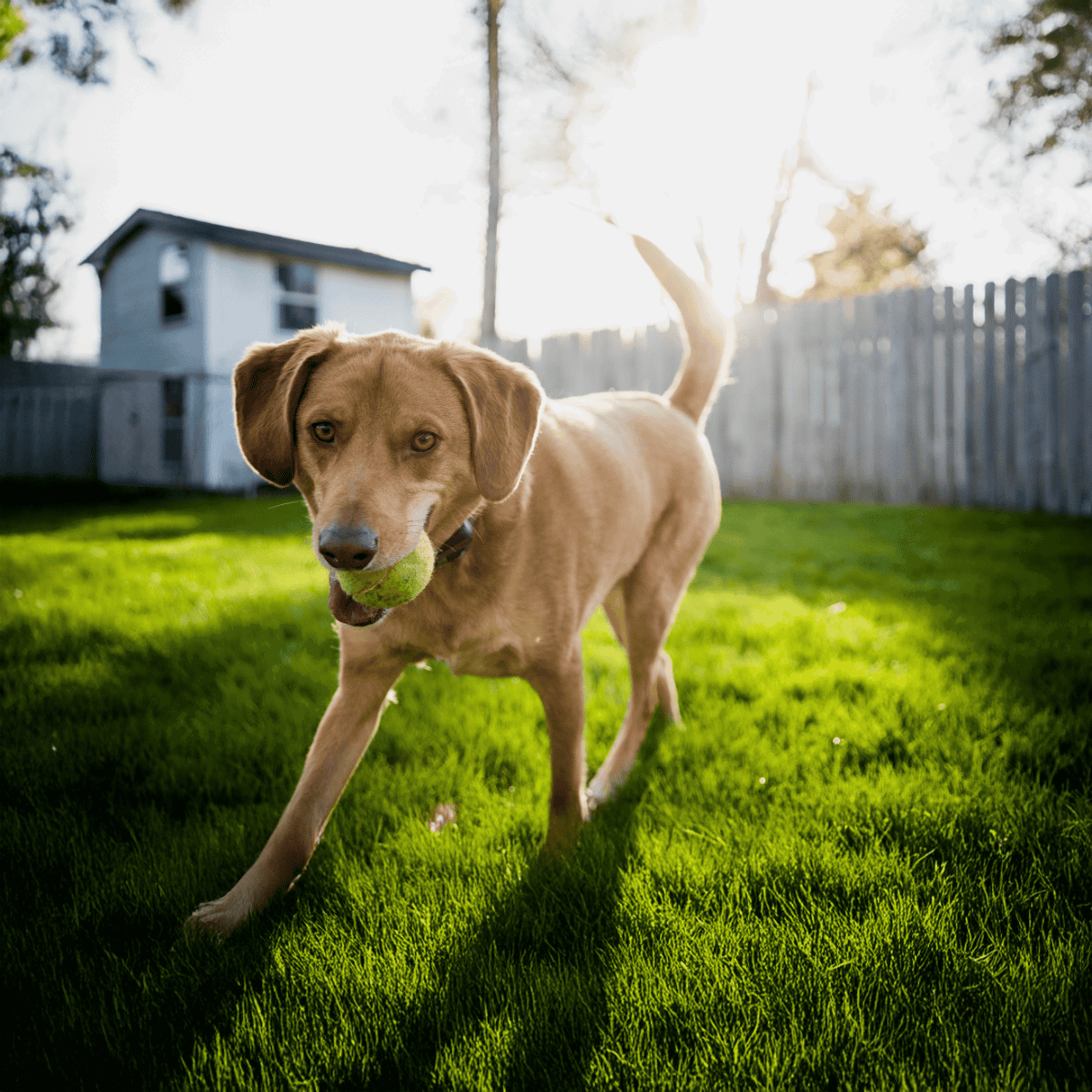 Dog with tennis ball in backyard enjoying playtime.