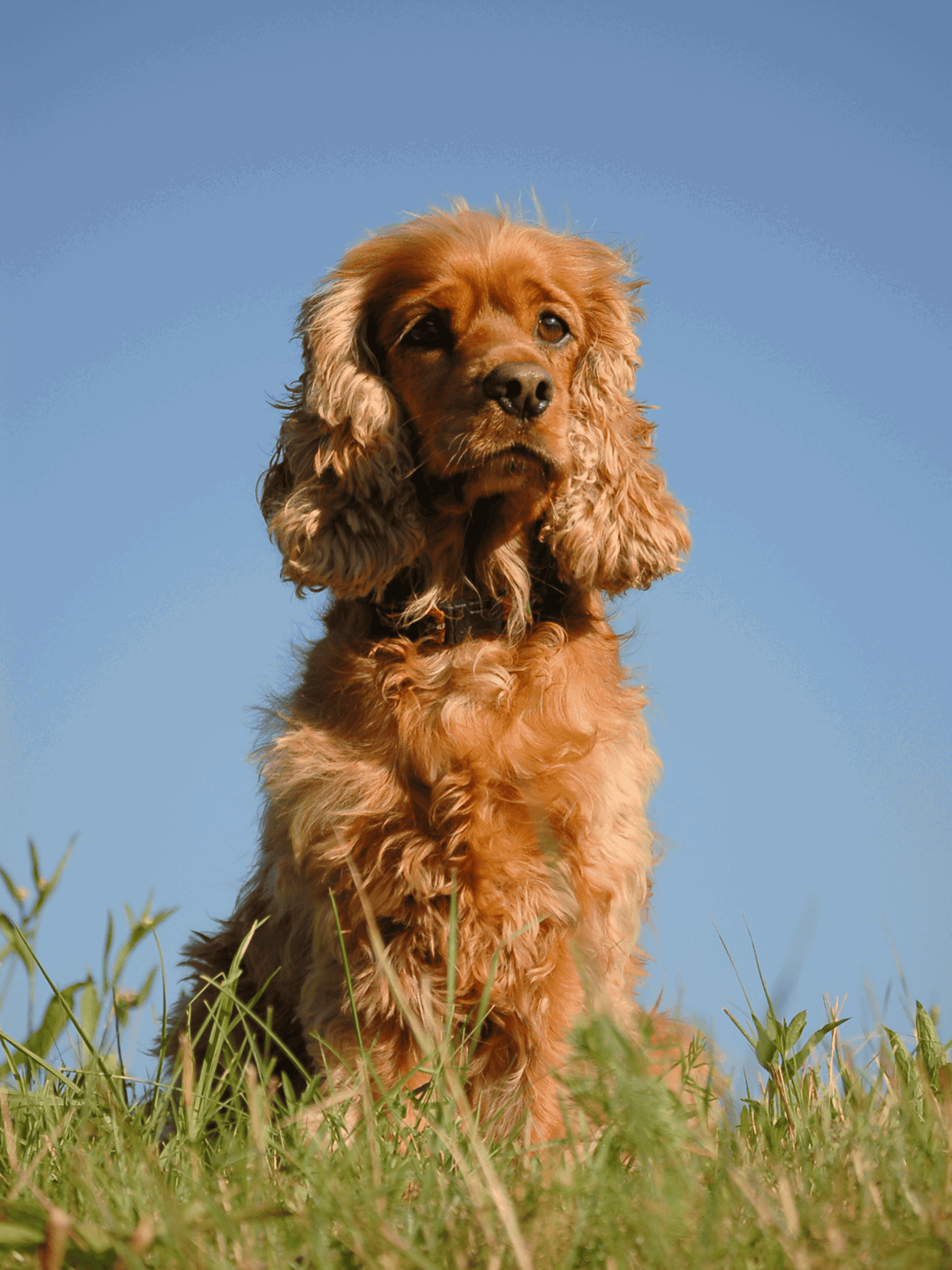 Adorable cocker spaniel puppy outdoors in green grass under a clear blue sky, showcasing playful and loyal dog companionship.