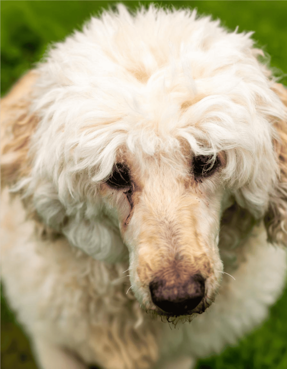 Close-up of a fluffy white poodle with dark eyes, outdoors, showcasing its curly coat.