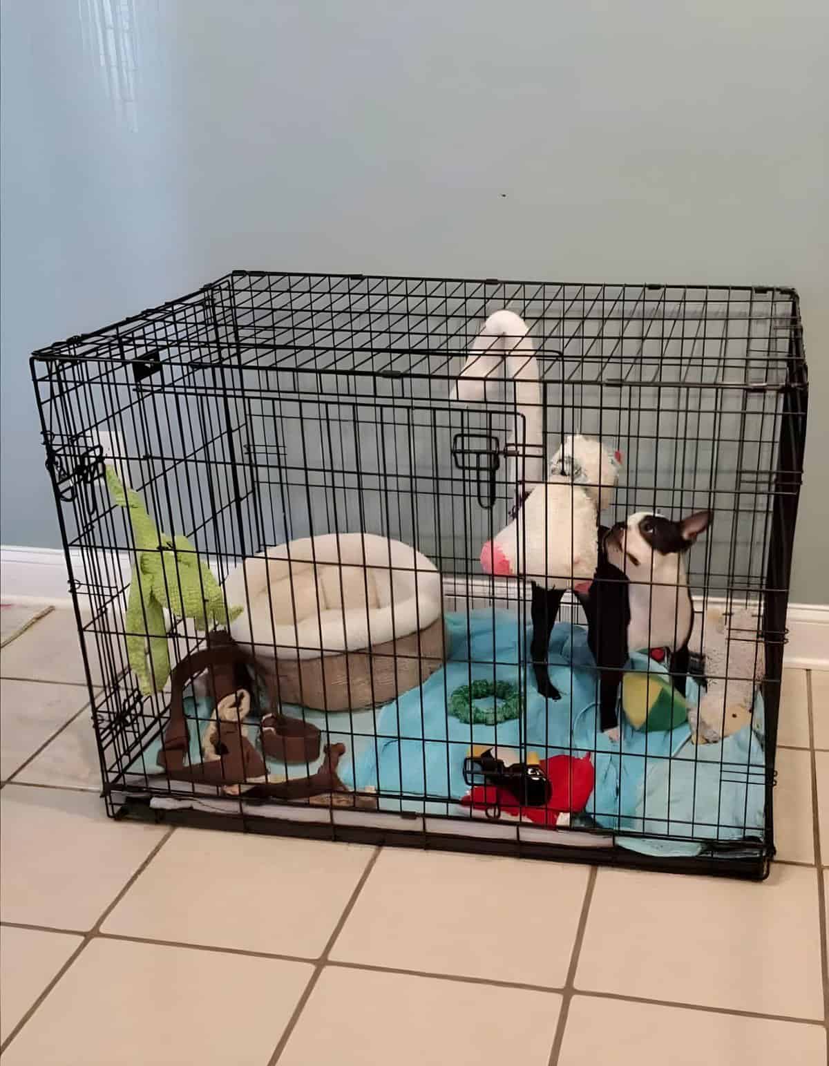 Adorable puppies in a secure black metal dog crate with toys, bedding, and accessories for training and comfort.