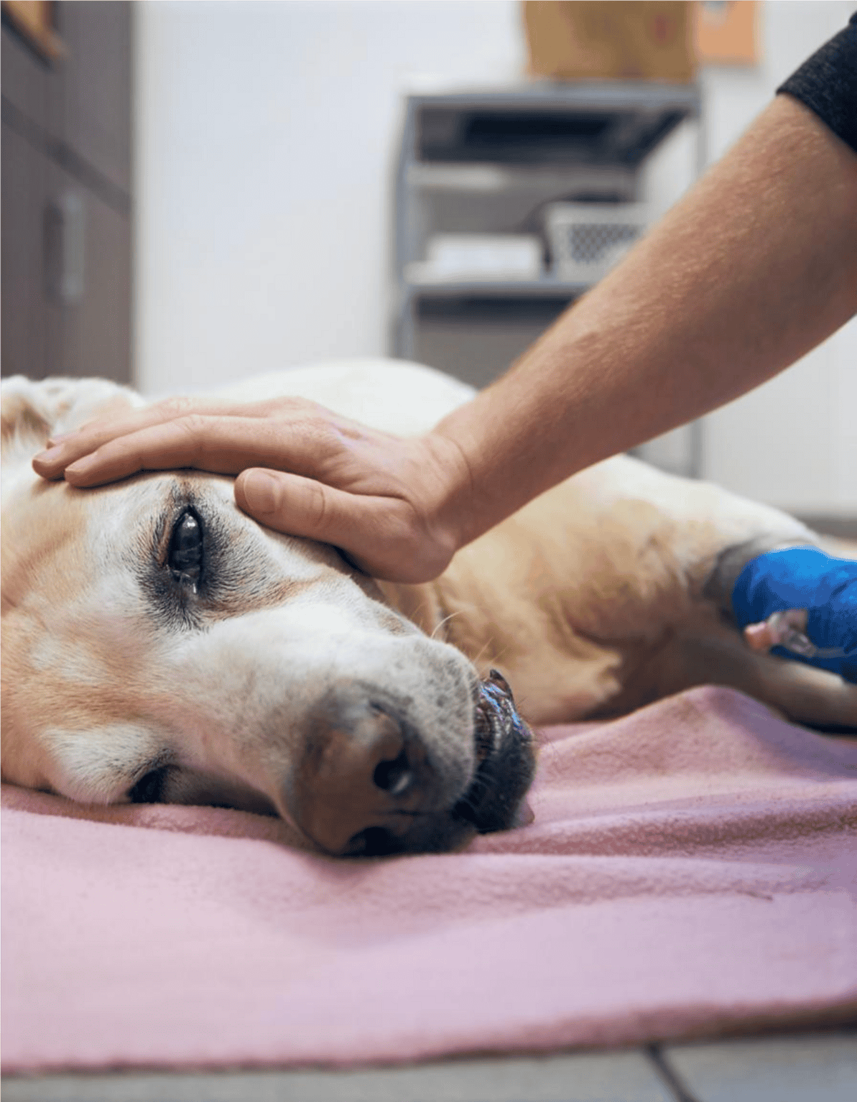 Dog undergoing veterinary check-up, receiving professional pet health care.